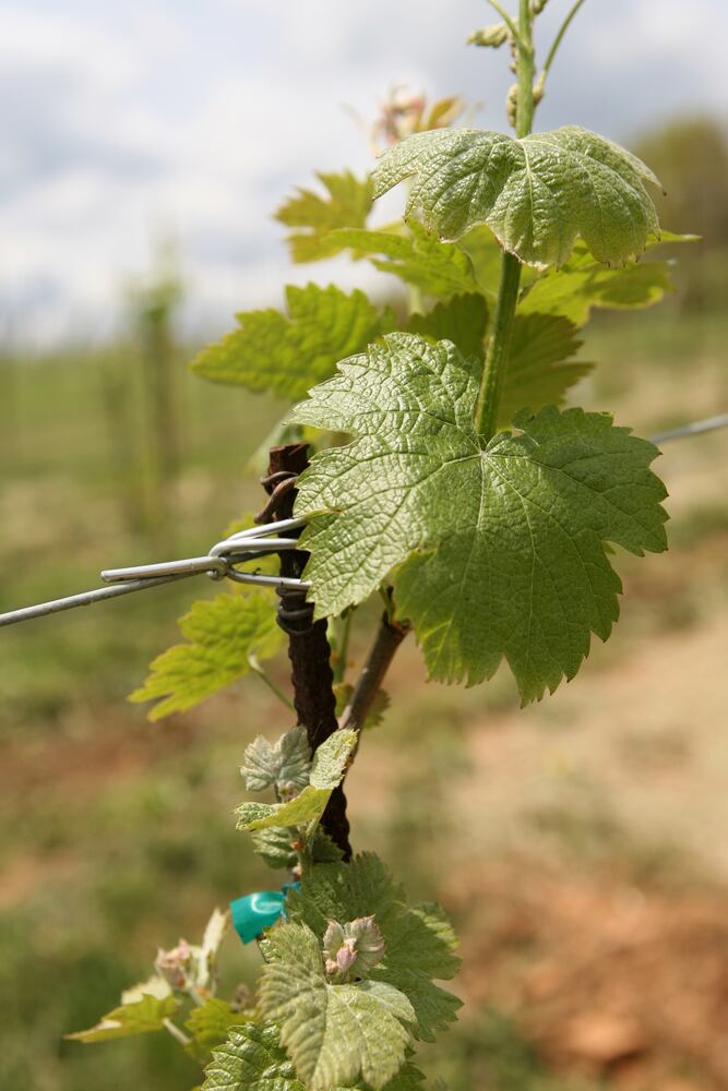 Montaluce Winery & Estates