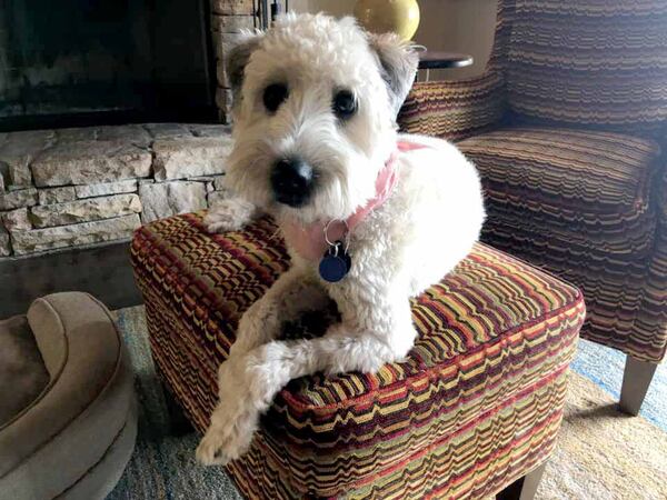 Tilly, a soft-coated Wheaten Terrier, has been missing since Tuesday night when her owner's car was stolen from an Atlanta shopping center.