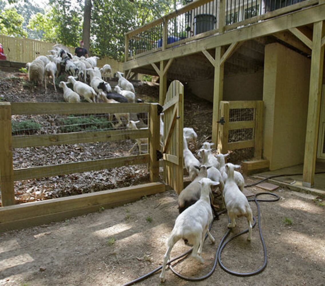 Sheep chew through kudzu, poison ivy