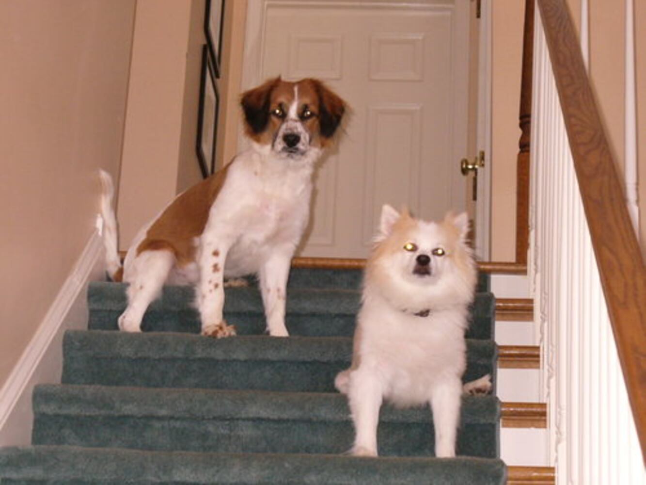 T.G.I.F.: Atlanta's Smiling Pets 54