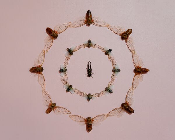 Detail of bugs arranged in a decorative configuration in Jennifer Angus' exhibition "Lady Bug." (Courtesy of Bernard A. Zuckerman Museum of Art/Horacio Arias)