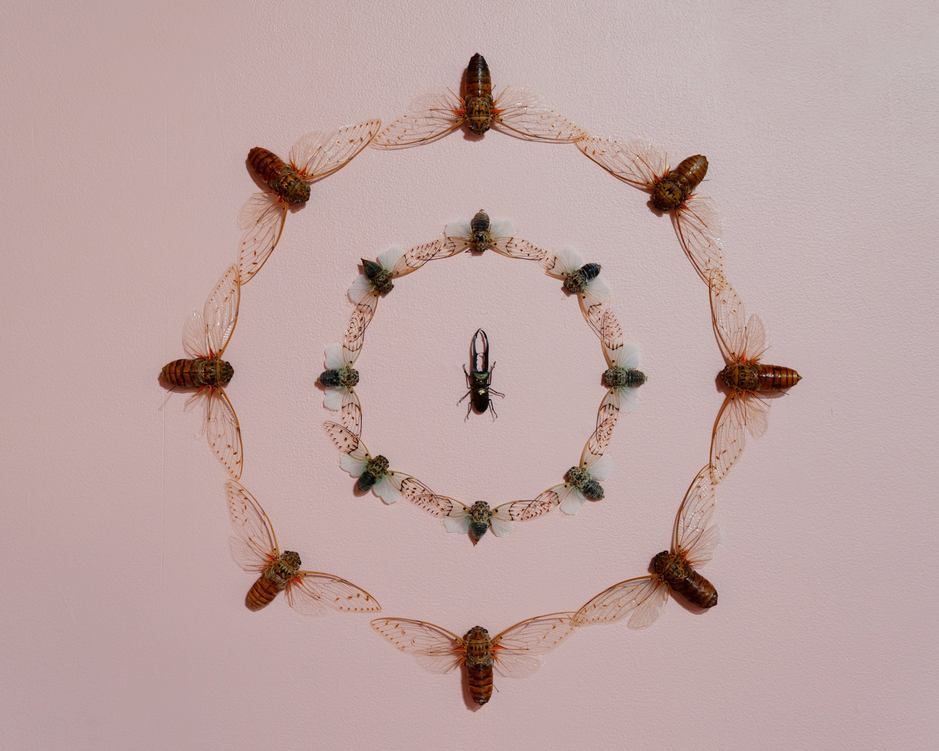 Detail of bugs arranged in a decorative configuration in Jennifer Angus' exhibition "Lady Bug." (Courtesy of Bernard A. Zuckerman Museum of Art/Horacio Arias)