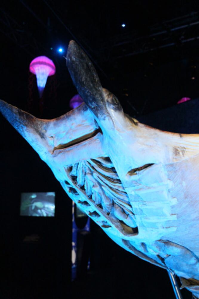 Sea Monsters Revealed: Aquatic Bodies at Georgia Aquarium