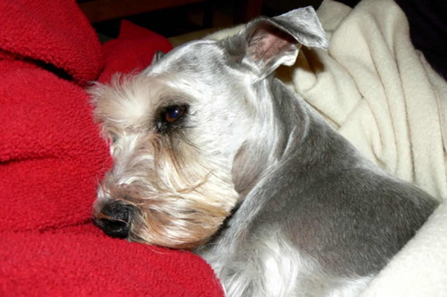 Atlanta's Top Dogs: 8. Schnauzers