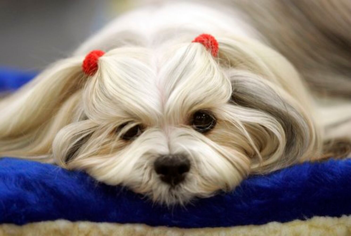 Westminster Dog Show