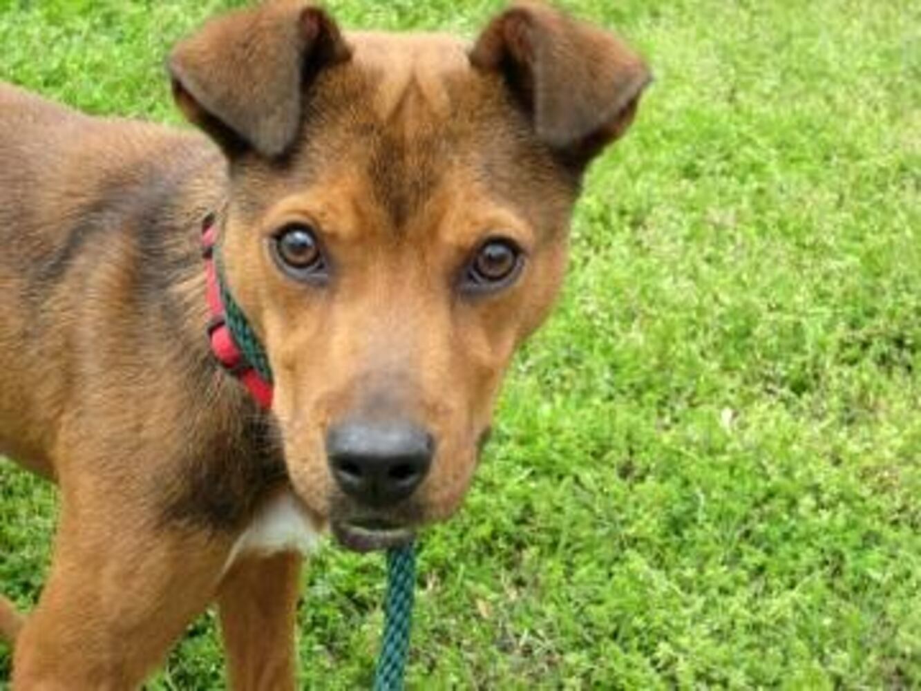 Help Atlanta's adoptable pets find a home: Apr. 16