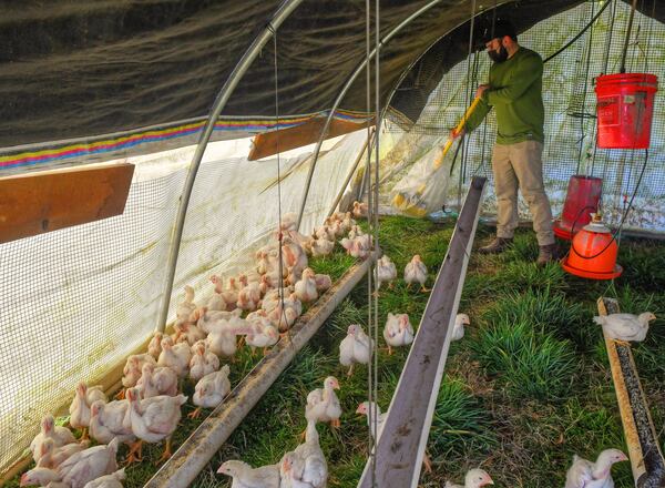 As the pasture enclosures are moved, a sweeper is essential for keeping the young birds moving forward in the enclosure to avoid harm to the birds. Farmhand Eli Friedman-Heiman takes on that duty here. Chris Hunt for The Atlanta Journal-Constitution