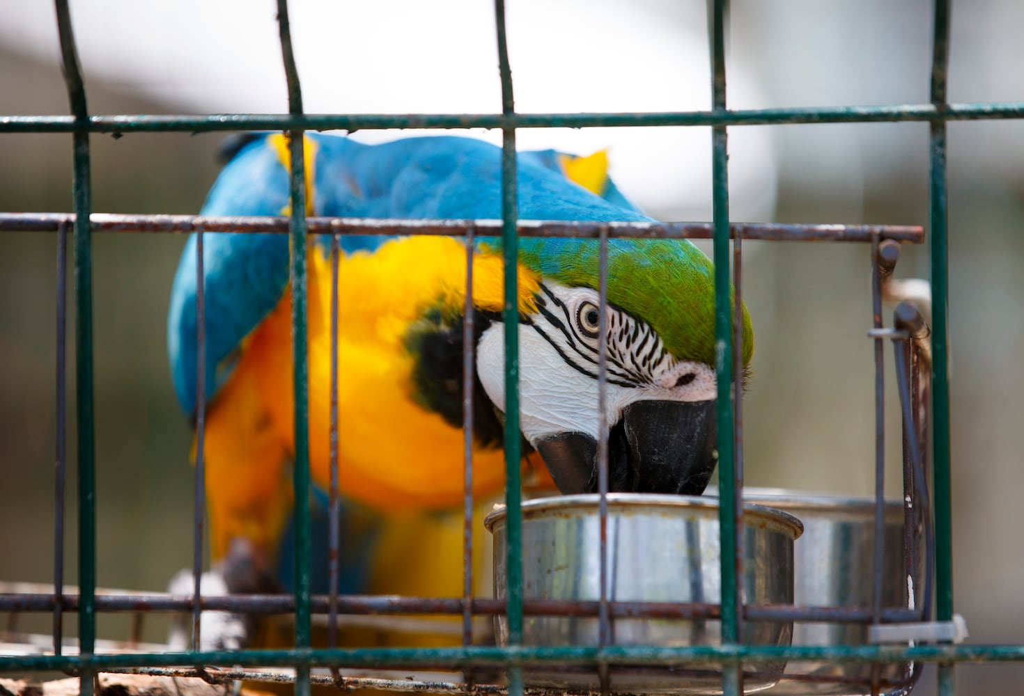 Suncoast Primate Sanctuary in Palm Harbor
