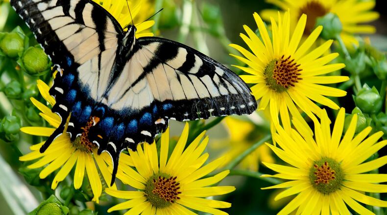 Eastern tiger swallowtails are just one of several species that will nectar on the cup plant. (Norman Winter/TNS)