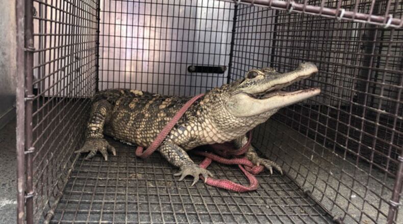 An alligator was found and removed from a Pittsburgh park Saturday. (Photo: Pittsburgh Public Safety)