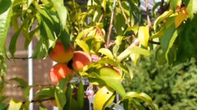 Air temperature is what triggers peach trees to bloom. Elberta peaches were grown in Georgia in the early 1800s and became famous for their ability to be shipped to New York and still taste great.