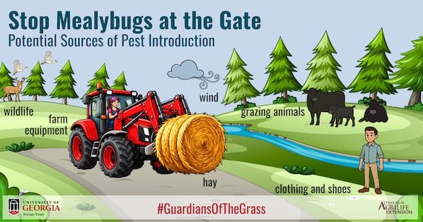 Possible sources of introduction of the pasture mealybug. The Georgia Department of Agriculture is encouraging farmers to practice “good farm biosecurity.” (Courtesy of the University of Georgia)