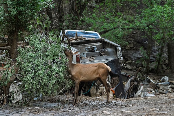An elk feeds on vegetation washed downriver as residents of the town of Ruidoso, New Mexico came back to their neighborhood to find what was left of their homes a day after major flooding washed away properties and Rv's along the Rio Ruidoso in Ruidoso, N.M. (AP Photo/Roberto E. Rosales)