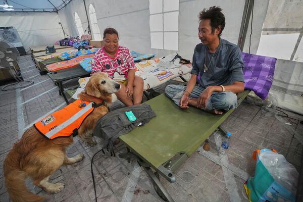 K9 named Safari working as an emotional support with relatives of workers of a high-rise building under construction that collapsed in Bangkok, Thailand, Monday, March 31, 2025. (AP Photo/Sakchai Lalit)