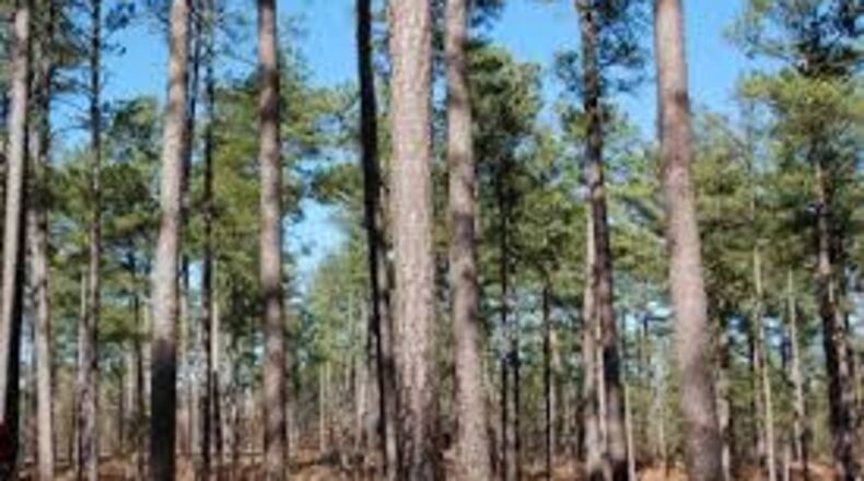 A recently released report from Georgia Tech shows continued growth for the state's forestry industry. CONTRIBUTED