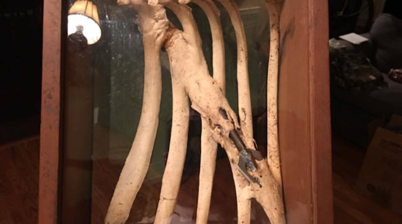 This fallen deer was found with an arrow acting as a splint.