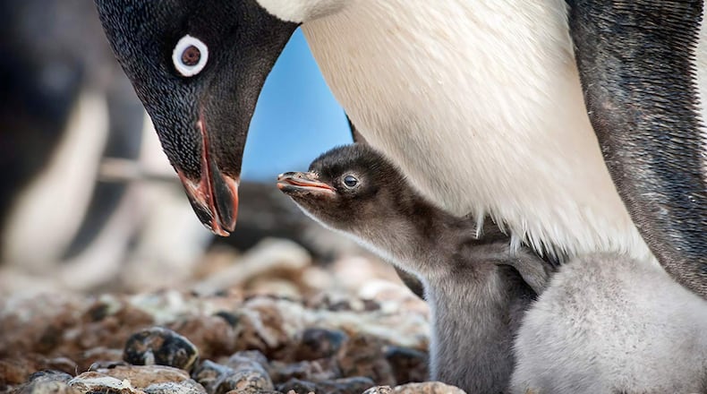 Still from “Penguins.” (Jeff Wilson/Disney/TNS)