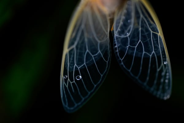 The veins of an adult periodical cicada's translucent wings are illuminated shortly after shedding its nymphal skin after a heavy rain, Friday, May 16, 2025, in Cincinnati. (AP Photo/Carolyn Kaster)
