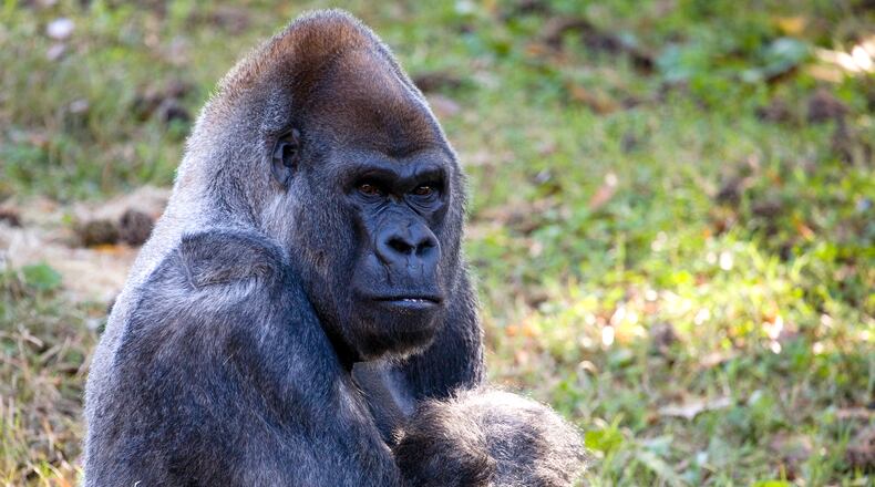 Ozzie, who died Tuesday, was the world's oldest living male gorilla in captivity. He was 61 years old. One of the original pioneers of the Zoo's Ford African Rain Forest, Ozzie has more than 25 descendants (including children, grandchildren and great-grandchildren) living at Zoo Atlanta and at accredited zoos around the U.S.