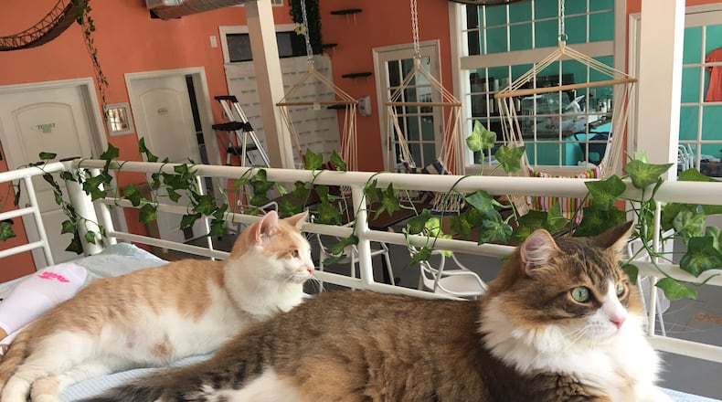 Cats hang out on the loft at Happy Tabby Cat Cafe. / Photo contributed by April Hill