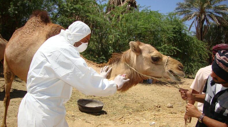 Camels infected with Middle East respiratory syndrome coronavirus (MERS-CoV) can pass the virus to humans through direct or indirect contact. Since 2012 MERS has killed more than 800 people in the Middle East, Africa and South Asia. Testing is an important tool for detecting infected animals. Awadh Mohammed Ba Saleh, CDC Global/Flickr