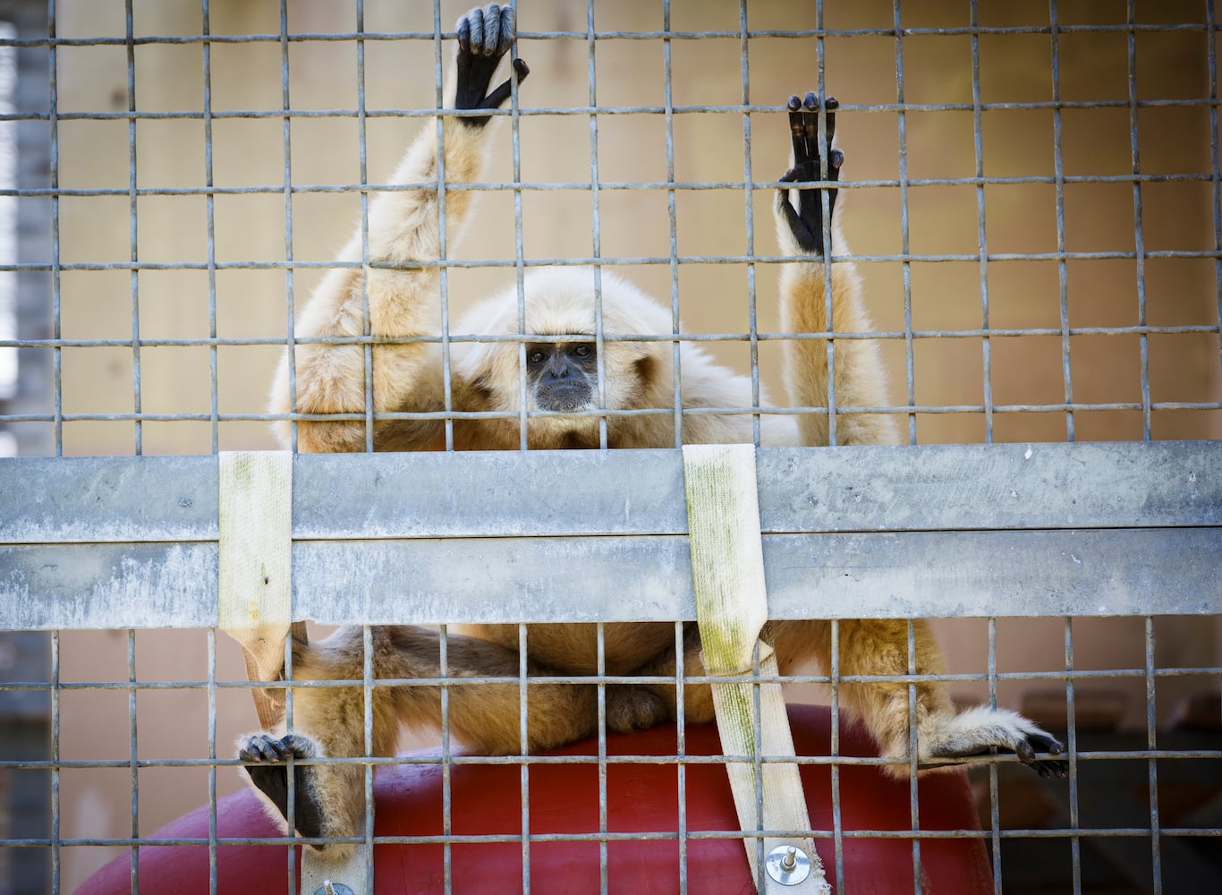 Suncoast Primate Sanctuary in Palm Harbor