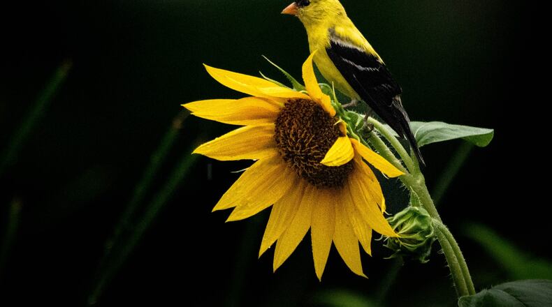 Phillip Pritchard, a Georgia Audubon Master Birder, snapped this photo of a male American Goldfinch perched atop a sunflower. (Courtesy Georgia Audubon)
