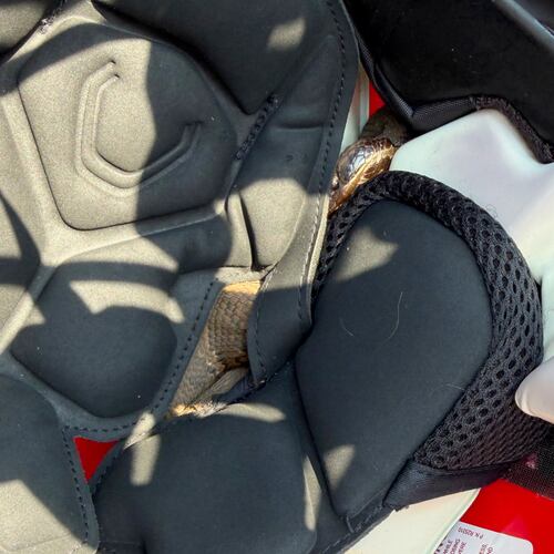 In this photo provided by Maumelle Animal Services, a snake is seen in a helmet at Maumelle High School in at Maumelle, Ar., Thursday, Aug. 6, 2026. (Maumelle Animal Services via AP)