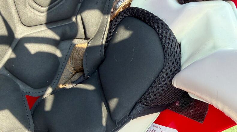 In this photo provided by Maumelle Animal Services, a snake is seen in a helmet at Maumelle High School in at Maumelle, Ar., Thursday, Aug. 6, 2026. (Maumelle Animal Services via AP)