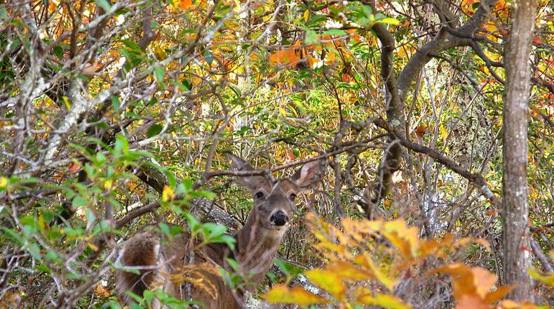 Georgia Department of Transportation crews will be clearing roadside vegetation daily through Friday along Ga. 372 in Cherokee County and Ga. 140 in Bartow County. CONTRIBUTED