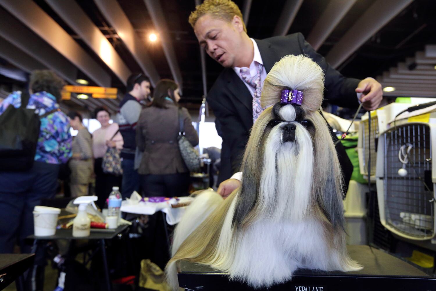 137th Westminster Dog Show