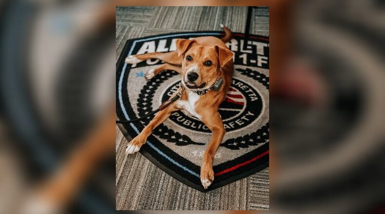 A new police canine at the Alpharetta Department of Public Safety will not be chasing suspects or sniffing out drugs for the K-9 Unit.
Instead, police will bring Scout, a one-year-old beagle mix, to interviews to calm traumatized victims and witnesses of crimes. Courtesy Alpharetta Department of Public Safety