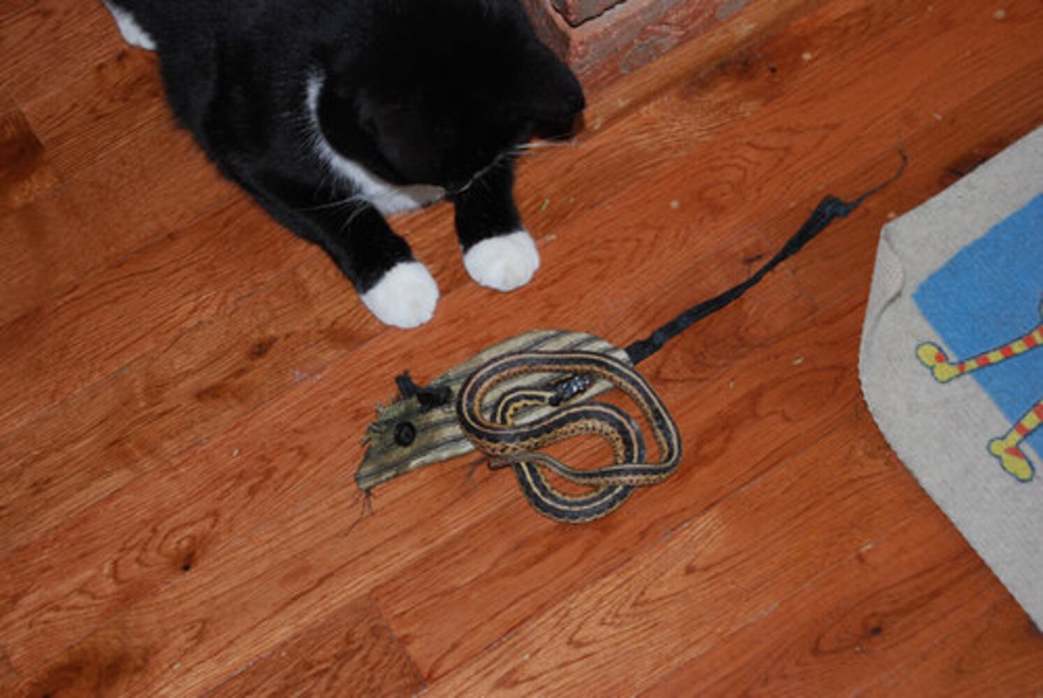 What the cat dragged in