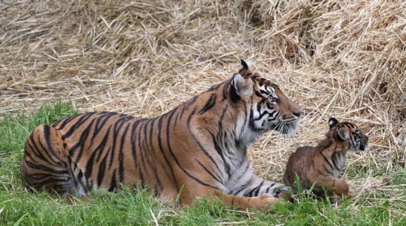 File photo.  (Photo by Justin Sullivan/Getty Images)