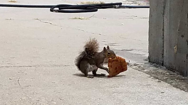 A squirrel finds a cheesy snack in Grant Park.