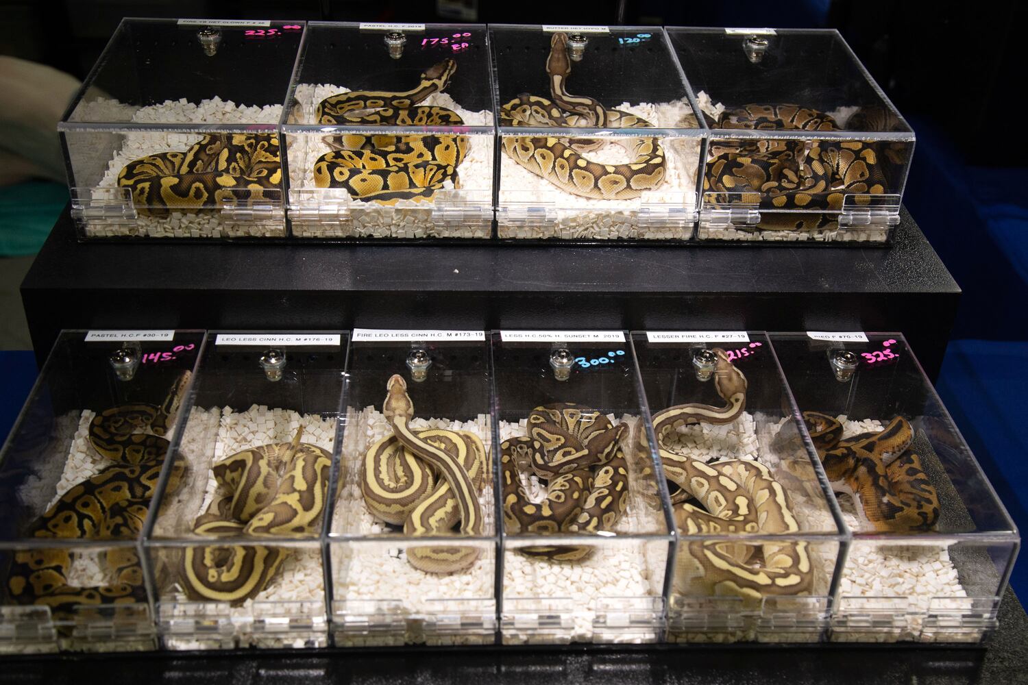 PHOTOS: Repticon 2020