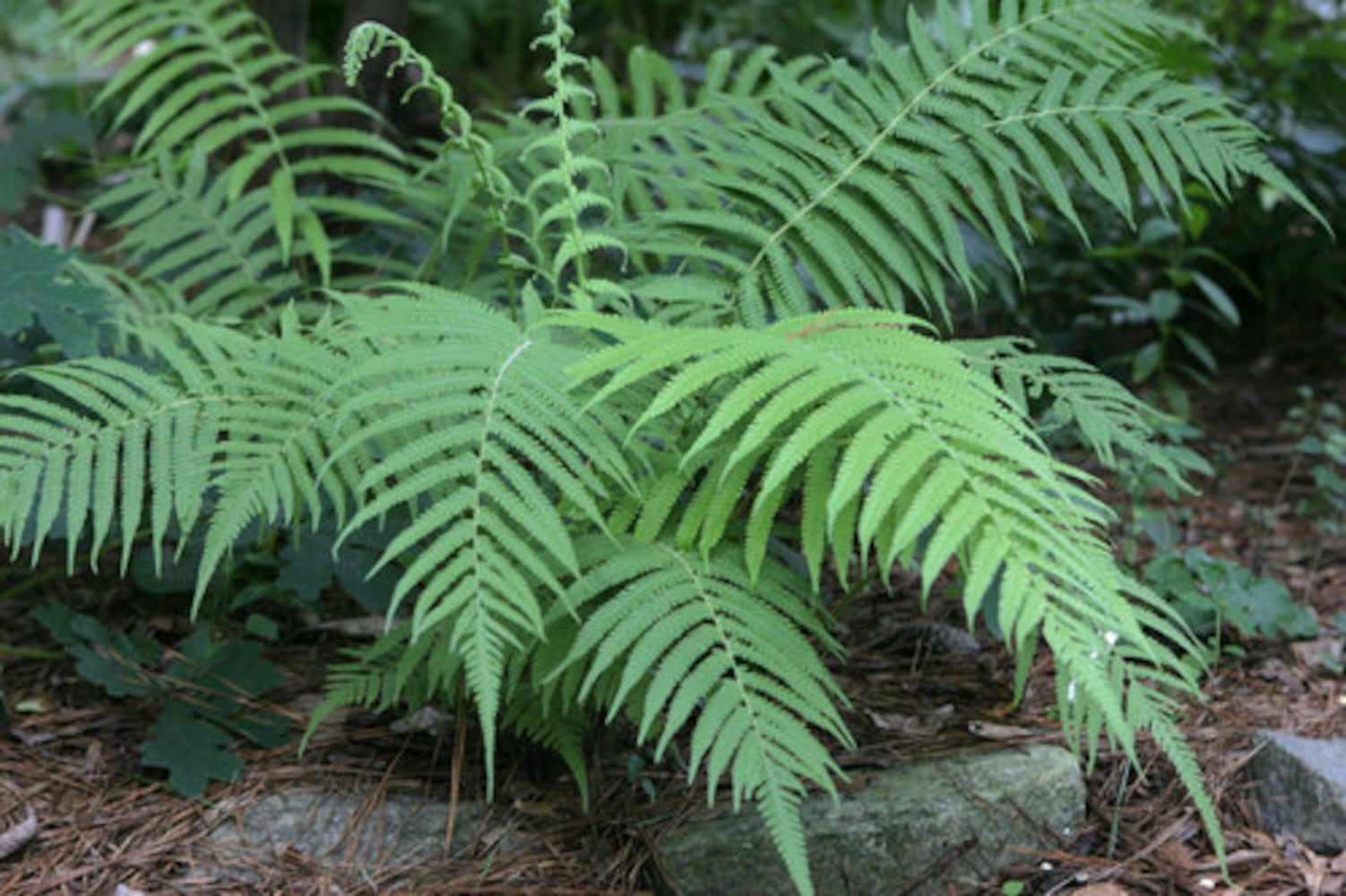 10 Hardy Ferns