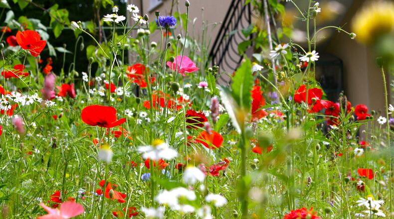 Selecting mixtures of locally adapted wildflowers yields exceptional results when sown early enough to catch the early moisture. (Handout/TNS)