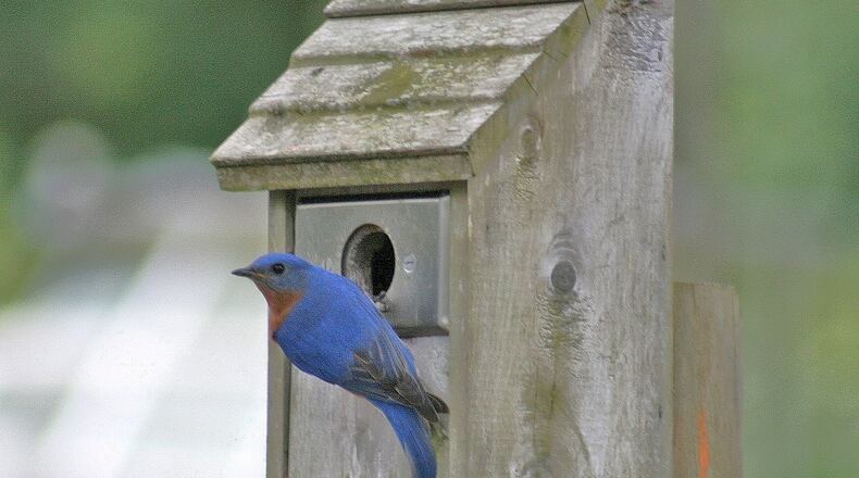 By Valentine's Day, bluebirds will be checking out nesting sites. Bluebird nesting boxes should be clean and ready for occupancy. Purple martins also will be arriving in the area. (Patty Kickham/Wikipedia Commons)