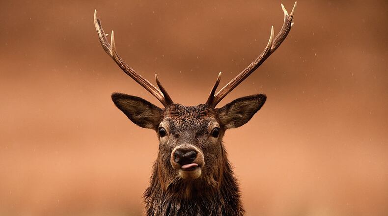 A young buck crashed through a window at a Dollar Tree store in Jackson, Michigan.