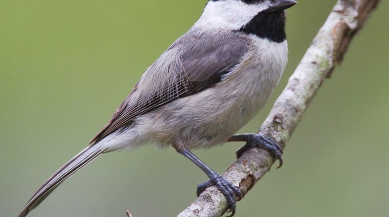 The tiny Carolina chickadee has several adaptations to survive extreme cold weather — such as hypothermic regulation in which its body temperature drops 10 to 15 degrees, saving 20%-25% of normal energy requirements.
(Courtesy of Dan Pancamo/Creative Commons)