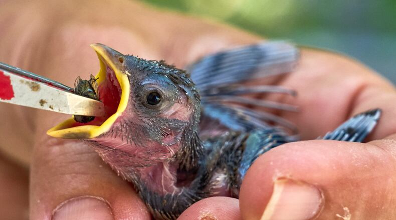 A one-week-old sparrow kitten that fled out of its nest due to the hot temperatures is fed with flies by a veterinarian in Wehrheim near Frankfurt, Germany, Friday, June 26, 2026. (AP Photo/Michael Probst)