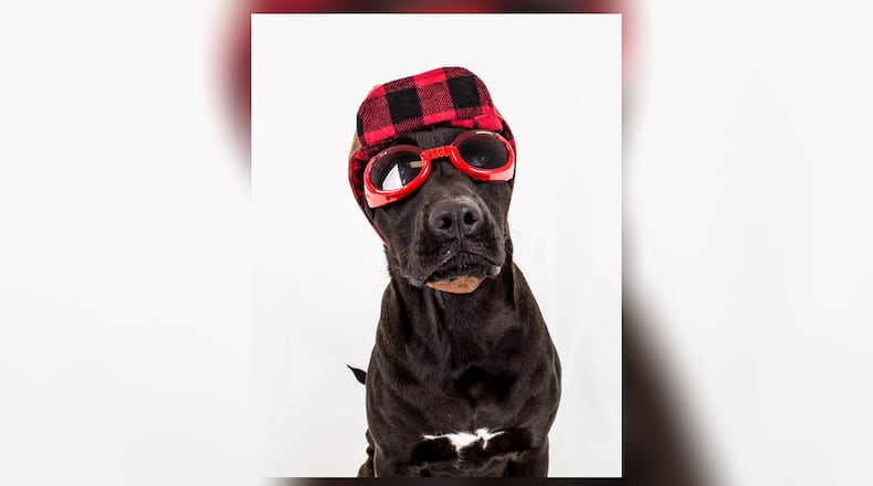 Otter, a dog fostered by Lifeline Animal Projects is ready for Halloween. Courtesy Lifeline Animal Project.