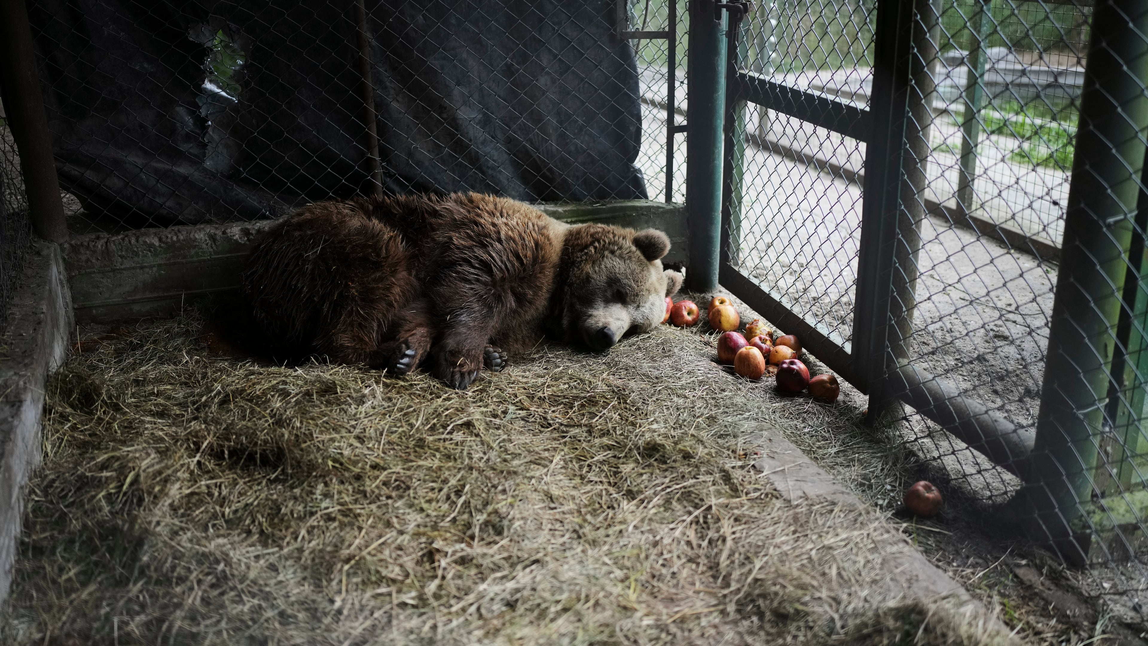 Florencia, a brown bear, lies in her cage at the former Lujan Zoo, which closed in 2020, where in recent days a global animal welfare organization has been treating animals, in Lujan, Argentina, Thursday, Oct. 30, 2025. (AP Photo/Natacha Pisarenko)
