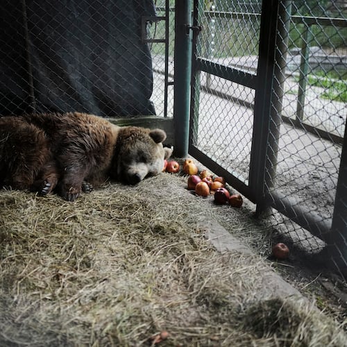 Florencia, a brown bear, lies in her cage at the former Lujan Zoo, which closed in 2020, where in recent days a global animal welfare organization has been treating animals, in Lujan, Argentina, Thursday, Oct. 30, 2025. (AP Photo/Natacha Pisarenko)