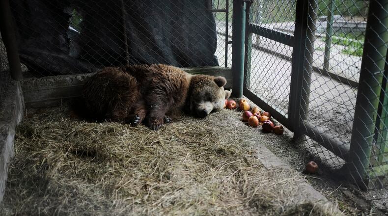 Florencia, a brown bear, lies in her cage at the former Lujan Zoo, which closed in 2020, where in recent days a global animal welfare organization has been treating animals, in Lujan, Argentina, Thursday, Oct. 30, 2025. (AP Photo/Natacha Pisarenko)