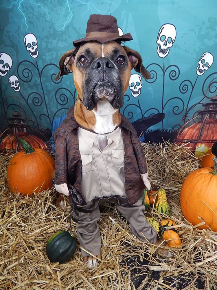 Photos: Halloween 2014 at Bark ATL dog day care
