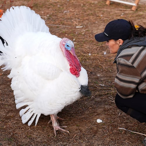 Kelly Nix, executive director of Luvin Arms Animal Sanctuary, confers with a pardoned tom turkey named Gus at the sanctuary, Friday, Nov. 21, 2025, in Erie, Colo. (AP Photo/David Zalubowski)