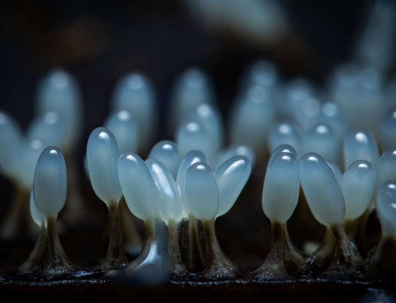 Kevin Gaston tiny photography