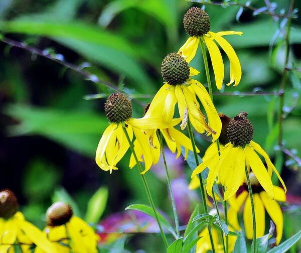 The gray-headed coneflower blooms in Georgia’s rare grasslands, known as blackland prairies, in July. The prairies’ clayey soils and other characteristics suppress tree growth, but allow native grasses, wildflowers and other herbaceous plants to thrive. (Courtesy of Charles Seabrook)